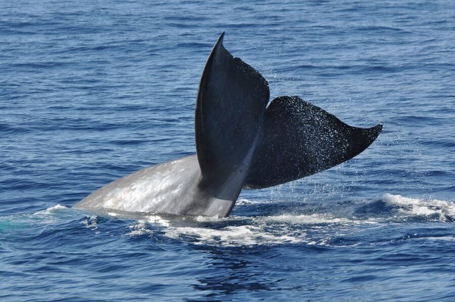 Funchal: Dolphin and Whale Watching Catamaran Cruise - A catamaran built for three different moods