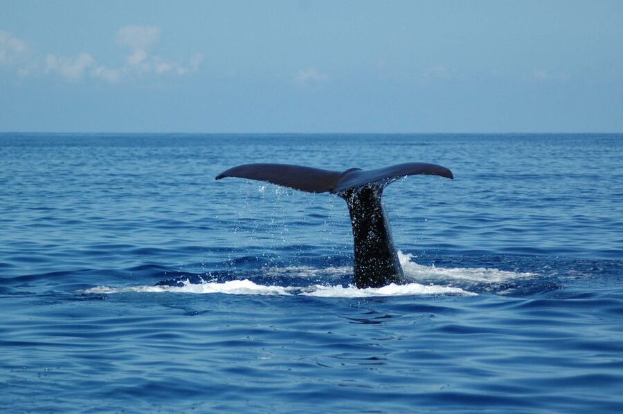 Funchal: Dolphin and Whale Watching Catamaran Cruise - What the crew adds to the experience