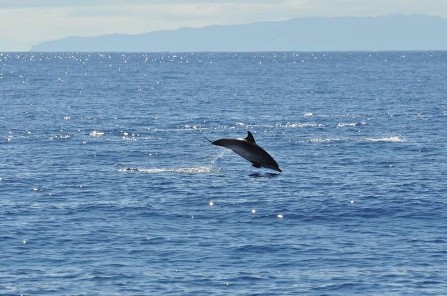 Funchal: Dolphin and Whale Watching Catamaran Cruise - Practical details before you go