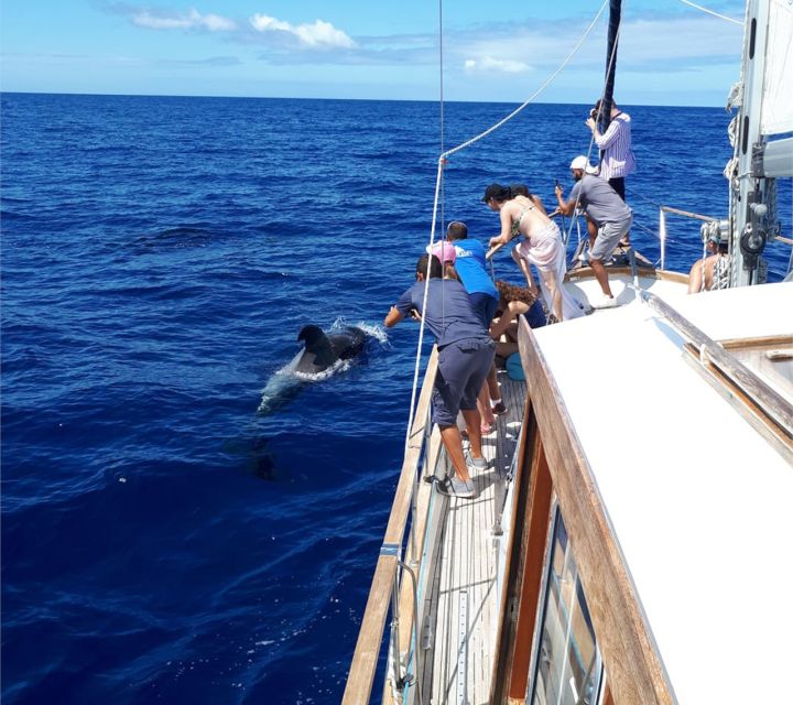 Funchal: Dolphin and Whale Watching Sailing Trip - A small-group feel instead of a crowded catamaran