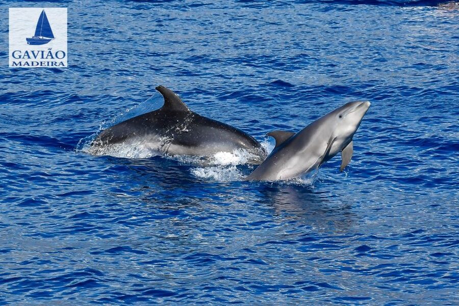 Funchal: Dolphin and Whale Watching Sailing Trip - What the $47 price really covers