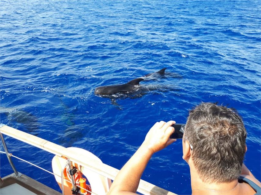 Funchal: Dolphin and Whale Watching Sailing Trip - Practical details that make the day easier