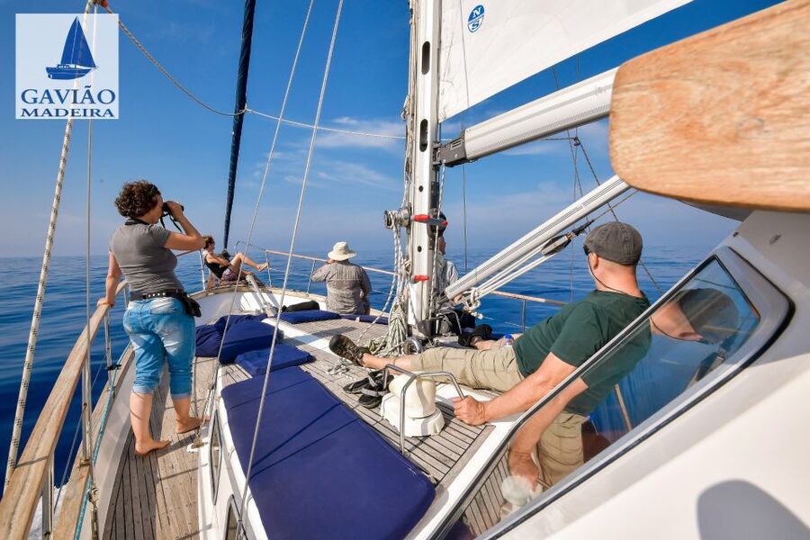 Funchal: Dolphin and Whale Watching Sailing Trip - Should you book it?
