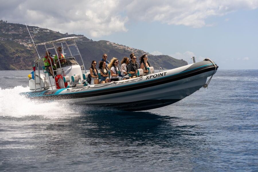 Funchal: RIB Whale Watching Cruise and Optional Dolphin Swim - Searching for dolphins, whales, and turtles