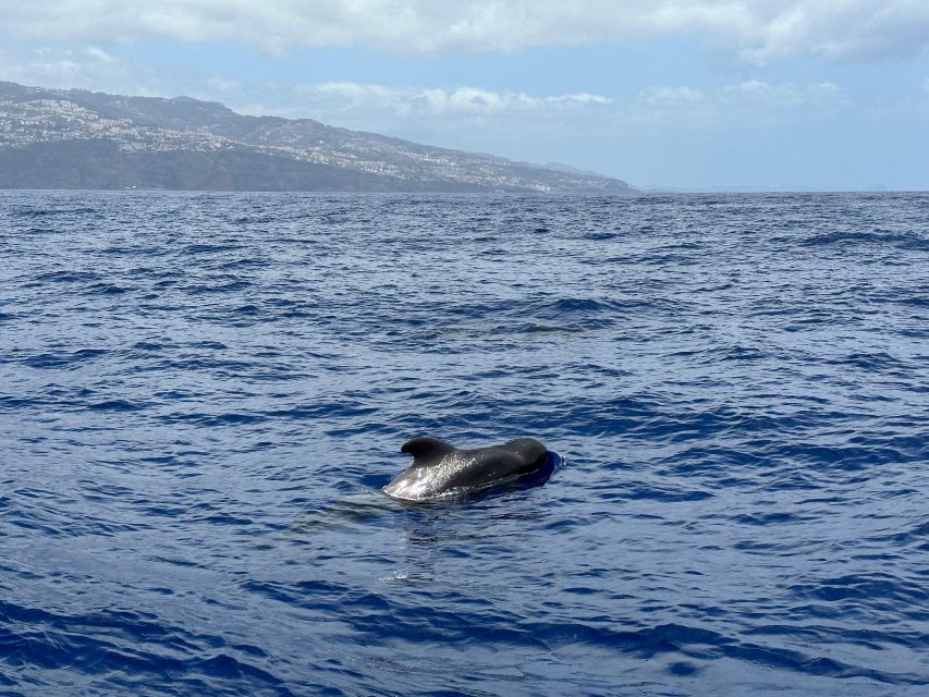 Funchal: RIB Whale Watching Cruise and Optional Dolphin Swim - Who will enjoy this trip most