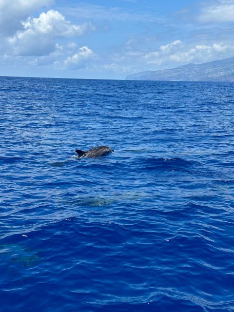 Funchal: RIB Whale Watching Cruise and Optional Dolphin Swim - Should you book the Xpoint Madeira RIB trip?