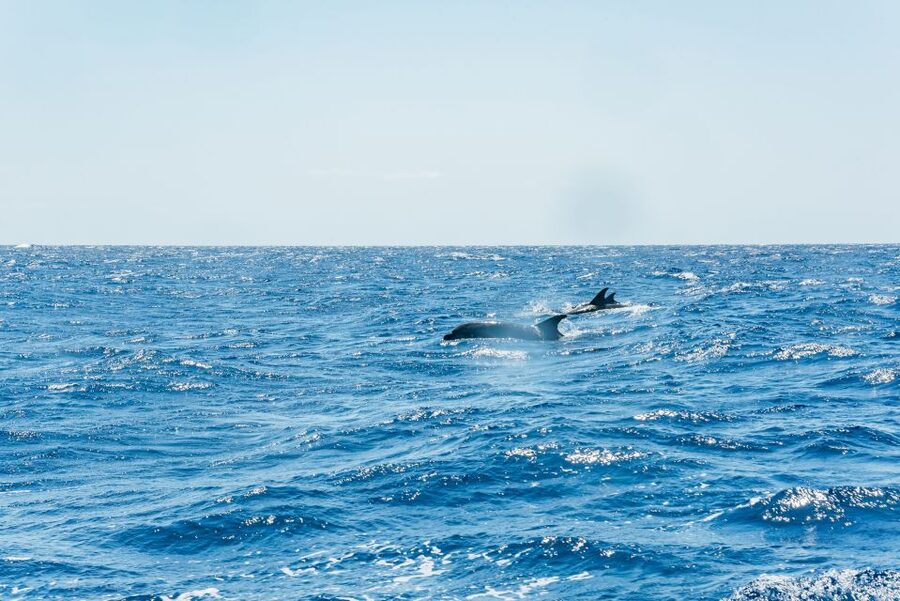 Funchal: Whale and Dolphin Watching Speed Boat Tour - Watching dolphins at water level