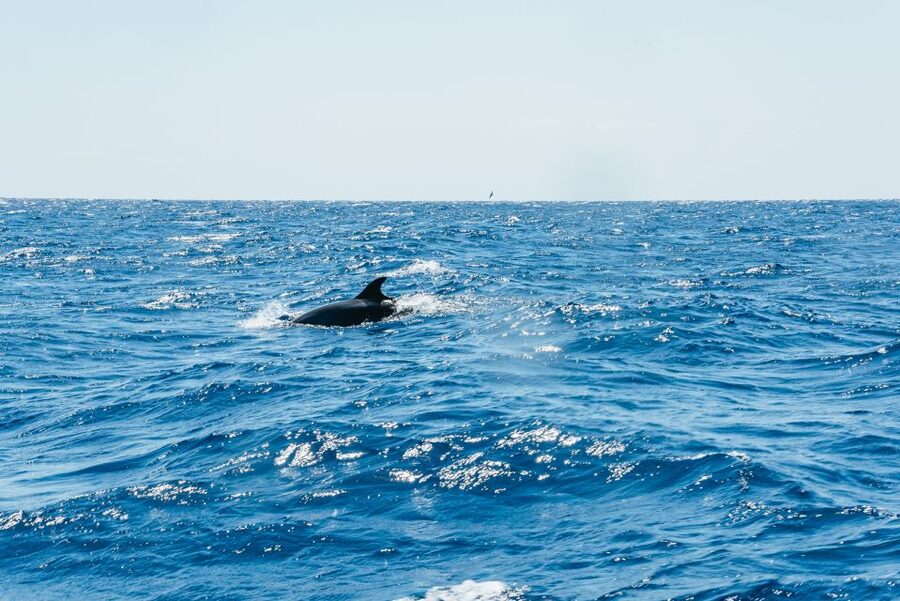 Funchal: Whale and Dolphin Watching Speed Boat Tour - What the $56 price includes