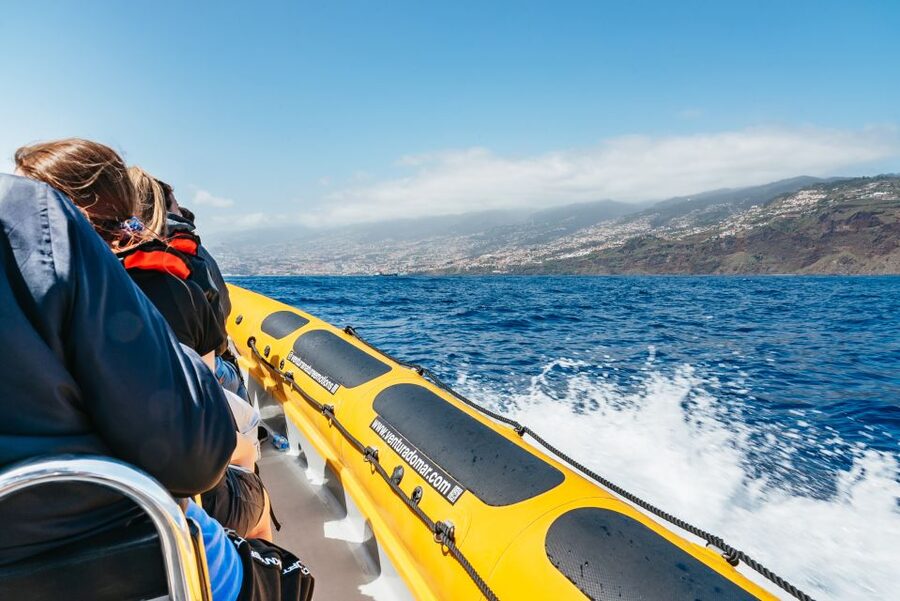 Funchal: Whale and Dolphin Watching Speed Boat Tour - Who should book this speed boat tour?
