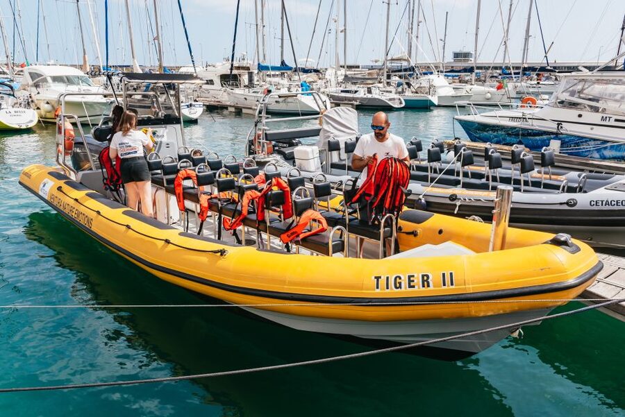 Funchal: Whale and Dolphin Watching Speed Boat Tour - The ride across Madeira’s Atlantic waters