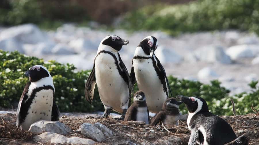 Gansbaai: Marine Big 5 Boat tour - What the Gansbaai Marine Big 5 tour is really about