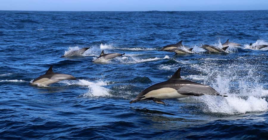 Gansbaai: Marine Big 5 Boat tour - Whales from June through December