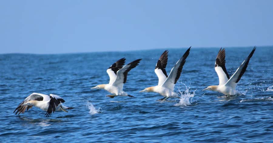 Gansbaai: Marine Big 5 Boat tour - Sharks, dolphins and penguins are less certain