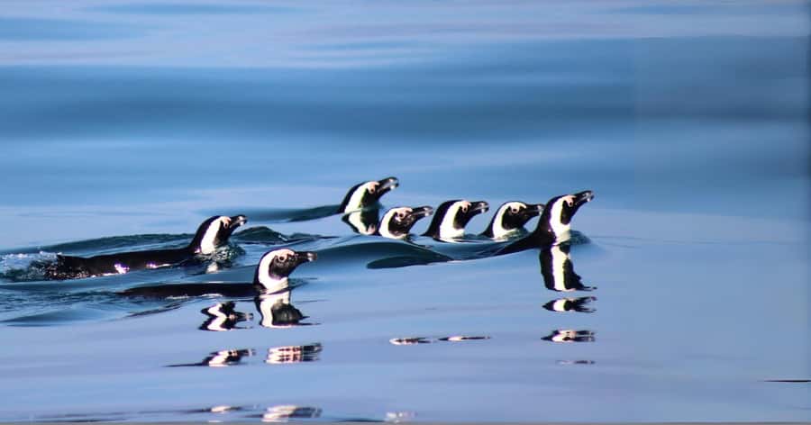 Gansbaai: Marine Big 5 Boat tour - The marine biologist adds real value