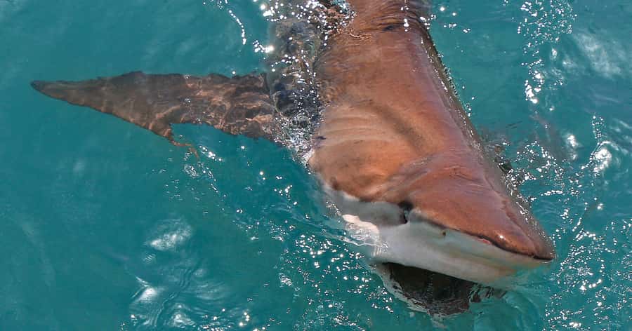 Gansbaai: Marine Big 5 Boat tour - Rough water, wet jackets and sensible preparation