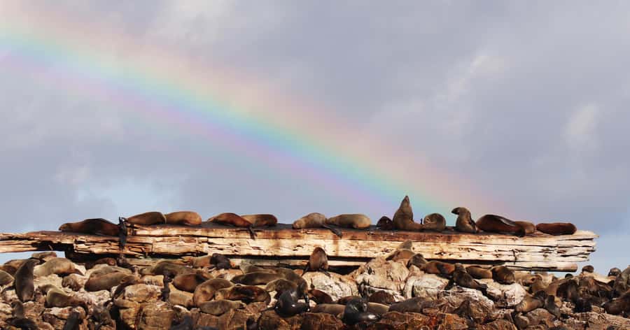 Gansbaai: Marine Big 5 Boat tour - Is $155 good value?