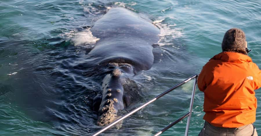 Gansbaai: Marine Big 5 Boat tour - The ride to Dyer Island and Shark Alley