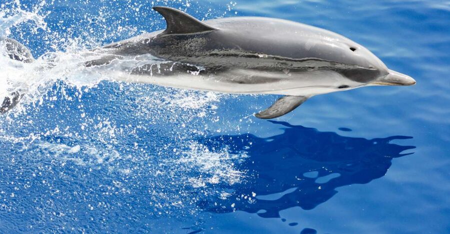 Genoa: Cetacean Watching Cruise with Marine Biologist Guide - Four and a half hours in open water