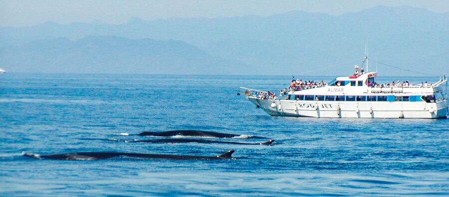 Genoa: Cetacean Watching Cruise with Marine Biologist Guide - Watching without disturbing the animals