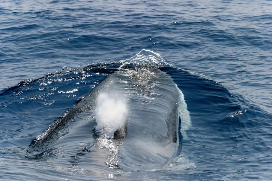 Genoa: Cetacean Watching Cruise with Marine Biologist Guide - What the first briefing adds