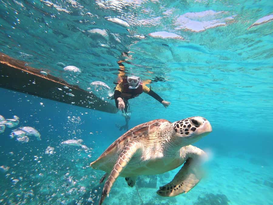 Gili Islands: Private or Shared Snorkeling Boat Trip - The underwater sculptures at Gili Meno