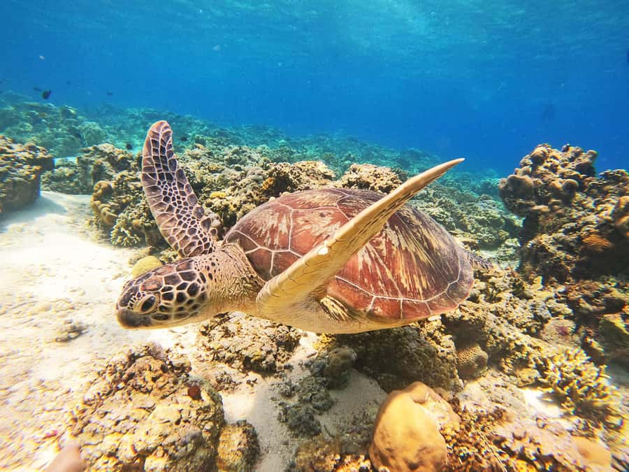 Gili Trawangan: Gili Islands Sunset Boat Tour and Snorkeling - First stop: the Bask Nest underwater sculptures
