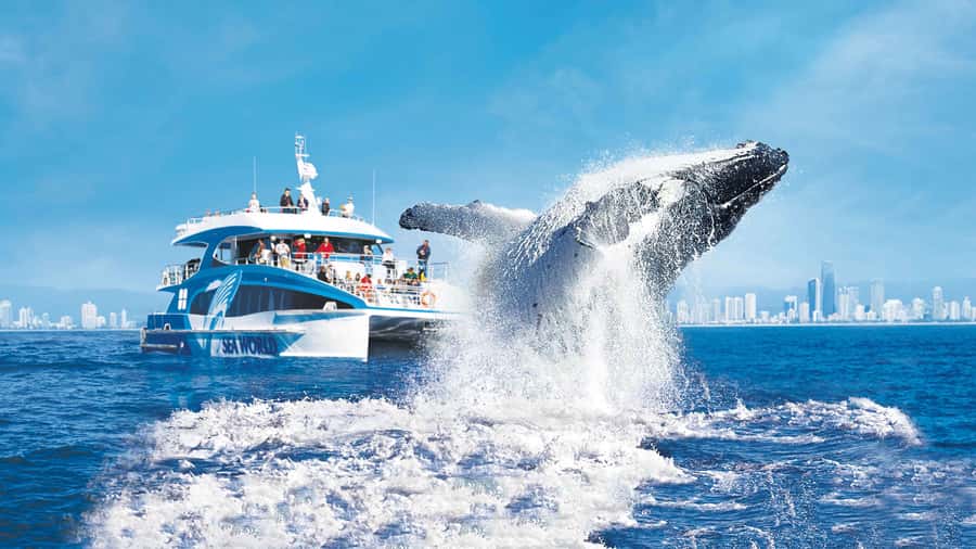 Gold Coast: Premium Whale Watching Cruise - From Sea World Cruise Terminal to the Humpback Highway