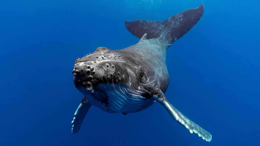 Gold Coast: Premium Whale Watching Cruise - Humpbacks, calves, dolphins, and turtles