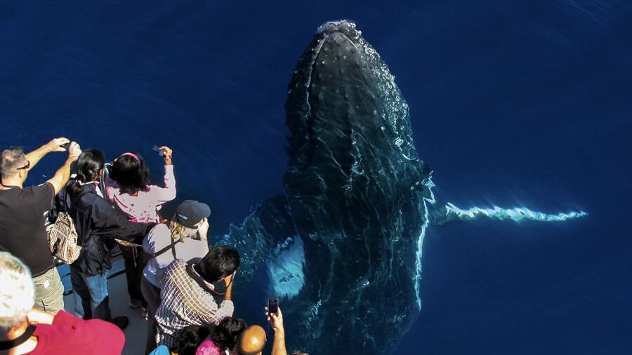 Gold Coast: Premium Whale Watching Cruise - Hearing whale song below the boat