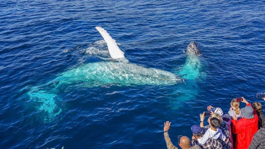 Gold Coast: Premium Whale Watching Cruise - A boat built for viewing, with a few comfort limits