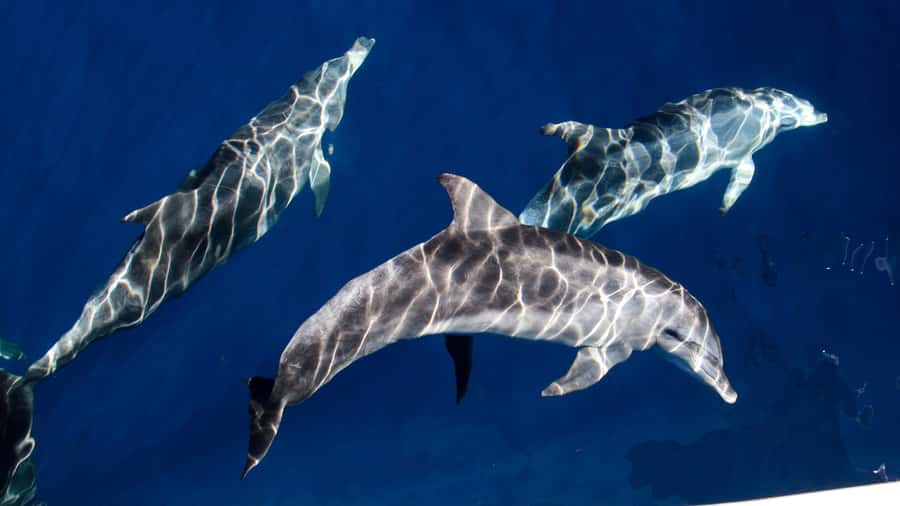 Gold Coast: Premium Whale Watching Cruise - Seasickness is the one serious practical concern