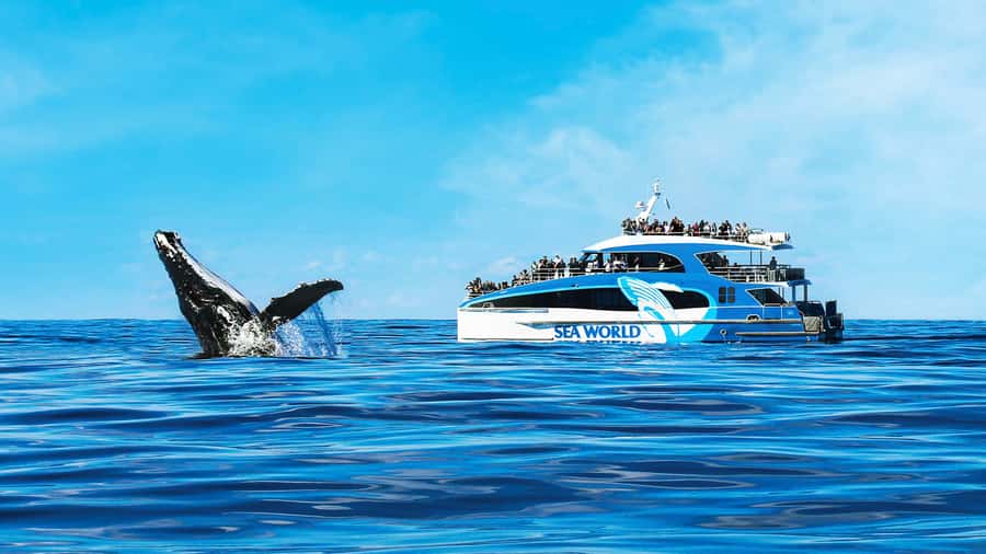 Gold Coast: Premium Whale Watching Cruise - What the 2.5-hour cruise is really like