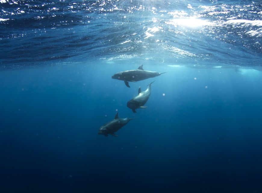 Golfo Aranci: Dolphin Watching and Snorkeling Boat Tour - Starting from Sos Aranzos near Golfo Aranci