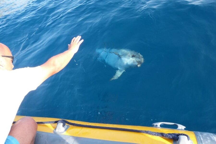 Golfo Aranci: Dolphin Watching and Snorkeling Boat Tour - Snorkeling at Cala Greca and Cala Moresca