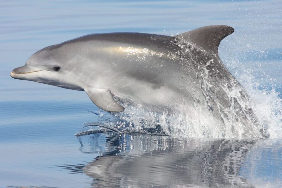Golfo Aranci: Eco-Friendly Dolphin Watching Boat Trip - Key points before you book