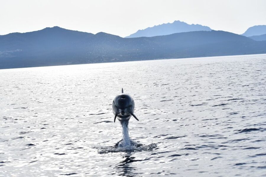 Golfo Aranci: Eco-Friendly Dolphin Watching Boat Trip - From Golfo Aranci to the waters of Figarolo