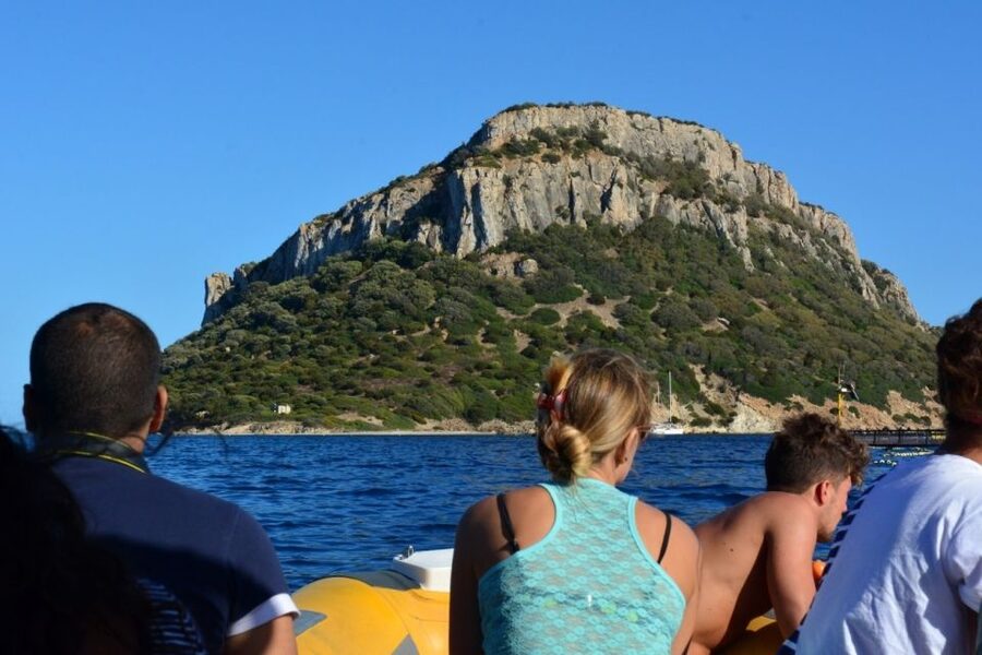 Golfo Aranci: Eco-Friendly Dolphin Watching Boat Trip - Watching the pod without a staged show