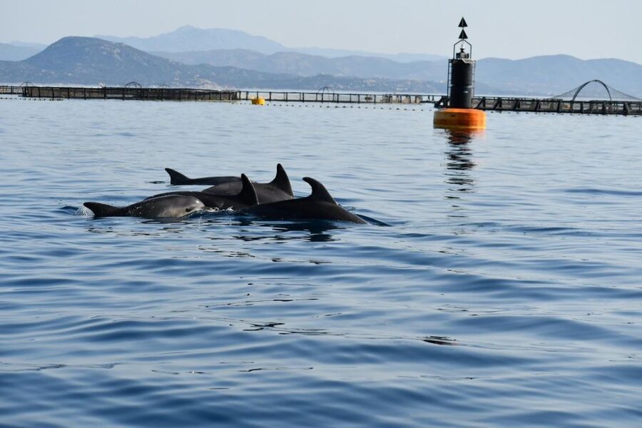 Golfo Aranci: Eco-Friendly Dolphin Watching Boat Trip - Comfort, group size, and value at $41
