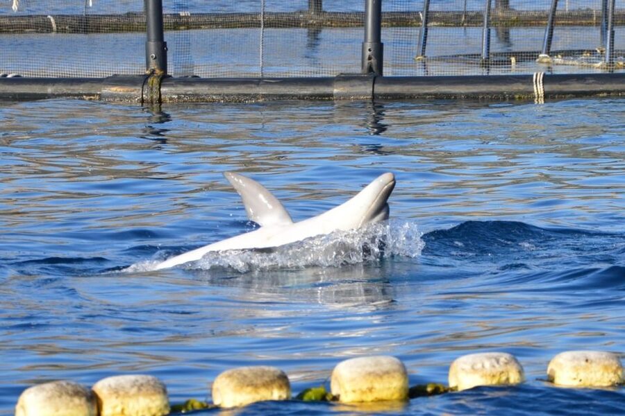 Golfo Aranci: Eco-Friendly Dolphin Watching Boat Trip - Practical advice for a smoother outing