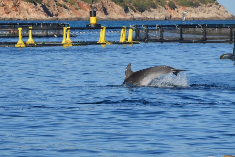 Golfo Aranci: Eco-Friendly Dolphin Watching Boat Trip - Should you book this dolphin trip?