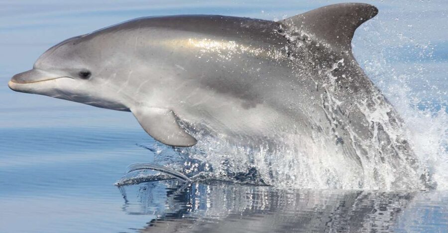 Golfo Aranci: Eco-Friendly Dolphin Watching Boat Trip - Why the fish farm attracts dolphins