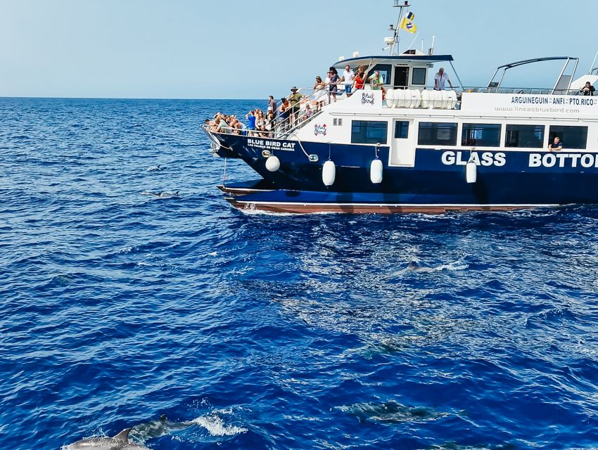 Gran Canaria: Catamaran Dolphin Watch Cruise with Snorkeling - Watching from the deck and below