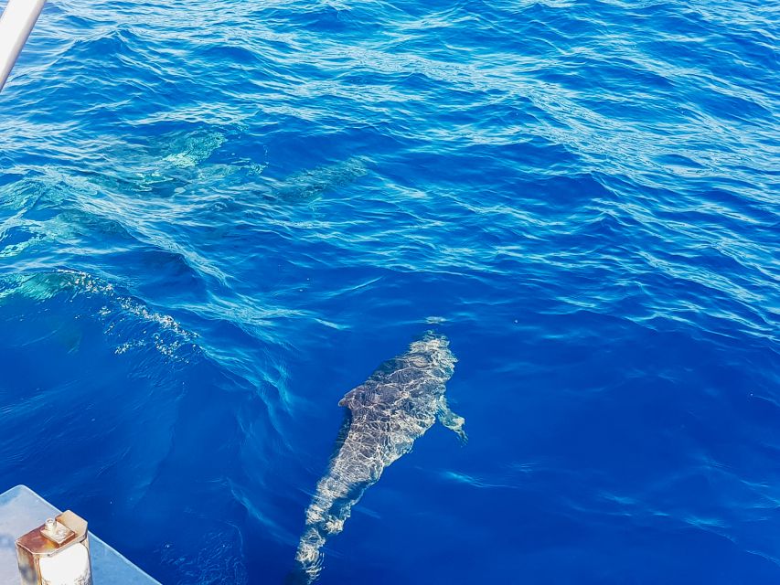 Gran Canaria: Catamaran Dolphin Watch Cruise with Snorkeling - How rough is the Atlantic?