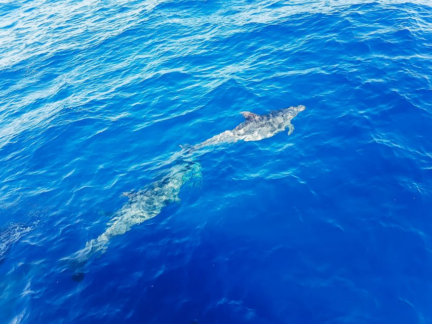 Gran Canaria: Catamaran Dolphin Watch Cruise with Snorkeling - Is $44 good value?
