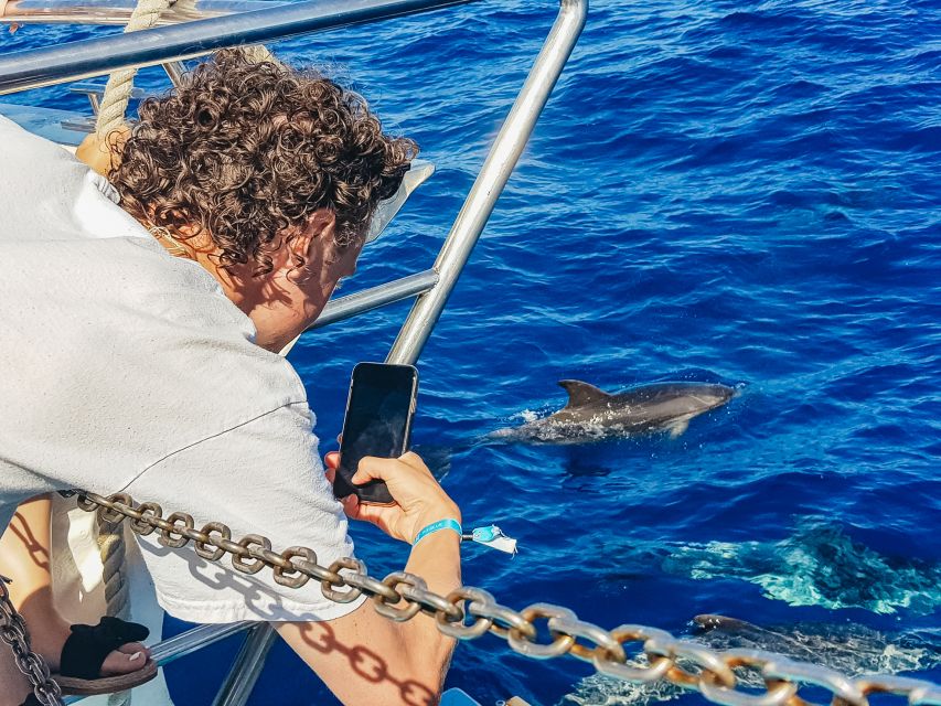 Gran Canaria: Catamaran Dolphin Watch Cruise with Snorkeling - Should you book the Puerto Base dolphin cruise?