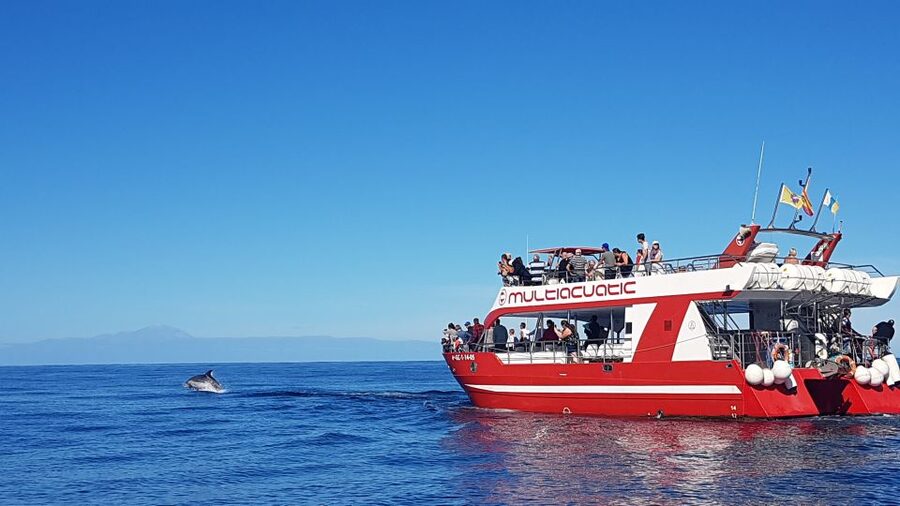 Gran Canaria: Dolphin and Whale Watching Cruise - Key points before you book