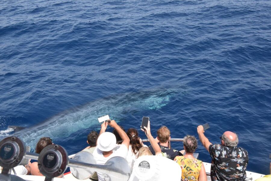 Gran Canaria: Dolphin and Whale Watching Cruise - Watching dolphins beside the boat