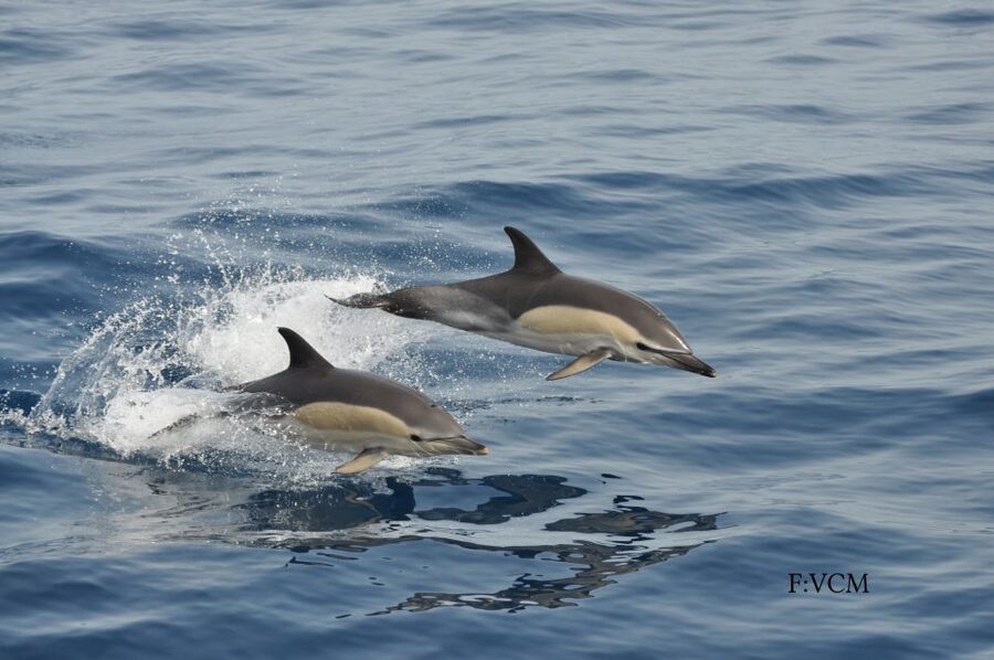Gran Canaria: Dolphin and Whale Watching Cruise - Whales, turtles, and flying fish