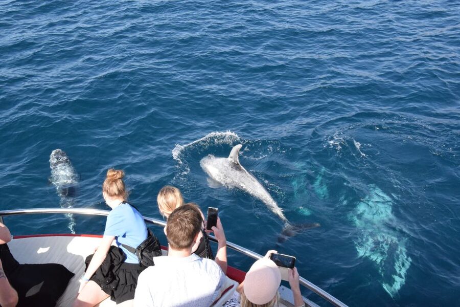 Gran Canaria: Dolphin and Whale Watching Cruise - What the boat ride really feels like