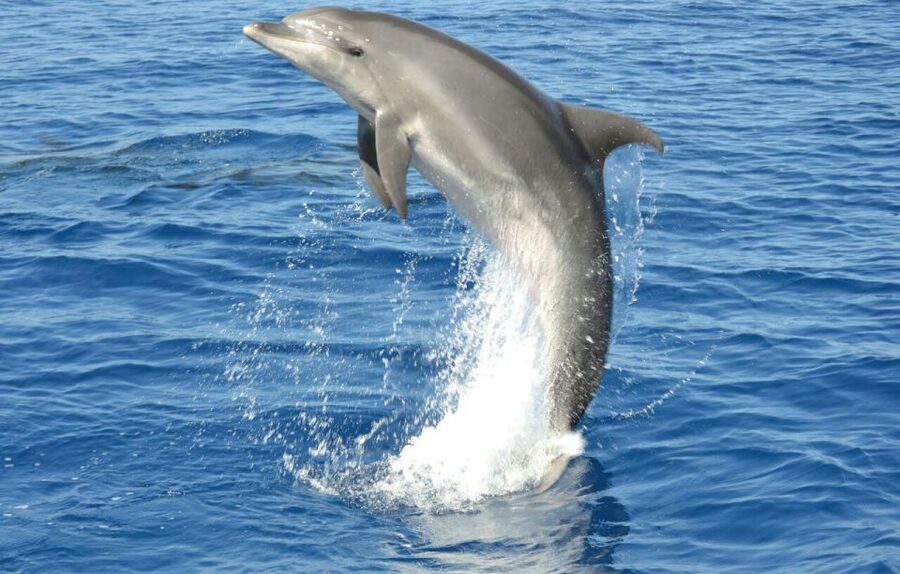 Gran Canaria: Dolphin and Whale Watching Cruise - Photos, space, and family comfort